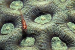 A small Helcogramma among the polyps of a hard coral
Koh... by Jérôme Bosset 